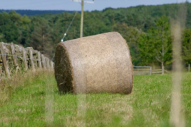 A peaceful rural landscape featuring a green field with round hay bales. Natural countryside scenery perfect for agricultural or seasonal themes.
