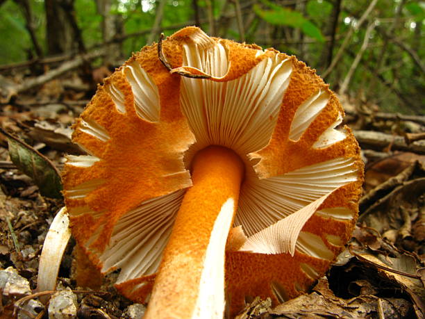 istock Amanita subjunquillea var. amanita 2225422631