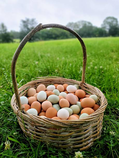 istock Farm-Fresh Organic Eggs in Wicker Basket in Meadow on Green Grass 2225422964