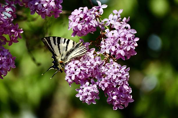 A close-up of a butterfly perched on vibrant lilac flowers with a blurred green background.