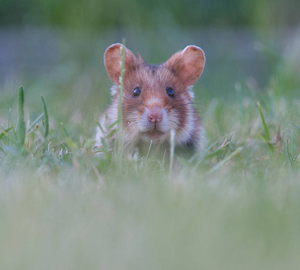 istock curious European Hamster in Vienna 2225423107