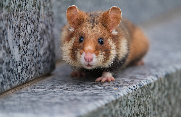 istock European Hamster in Vienna 2225423109
