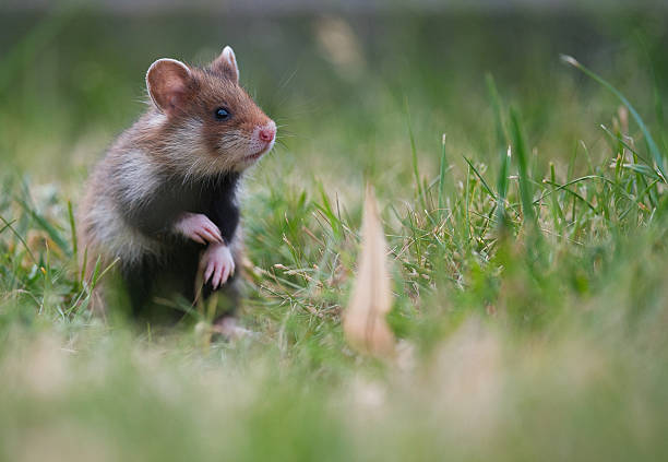 istock European Hamster in Vienna 2225423111