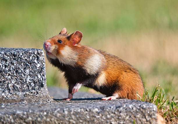 cute golden hamster