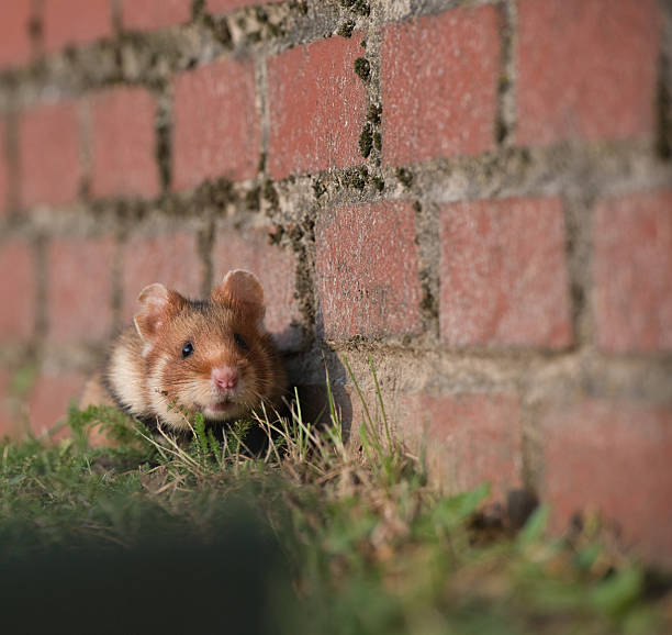 istock European hamster in Vienna 2225423151