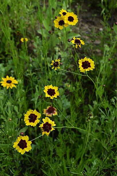 istock Wildflowers yellow and black 2225424042