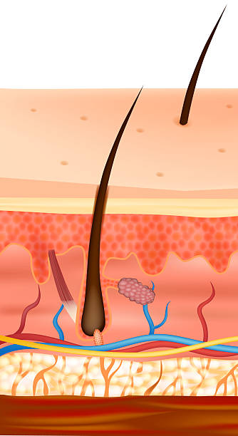 istock Anatomical illustration of human skin showing all main layers epidermis, dermis, and hypodermis. 2225424298