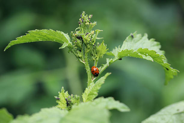 A beneficial ladybug at Jericho Beach Park in Vancouver, British Columbia, Canada.  Ladybugs (Coccinellids) are valued in biological pest control, as they prey on agricultural pests such as aphids and scale insects.