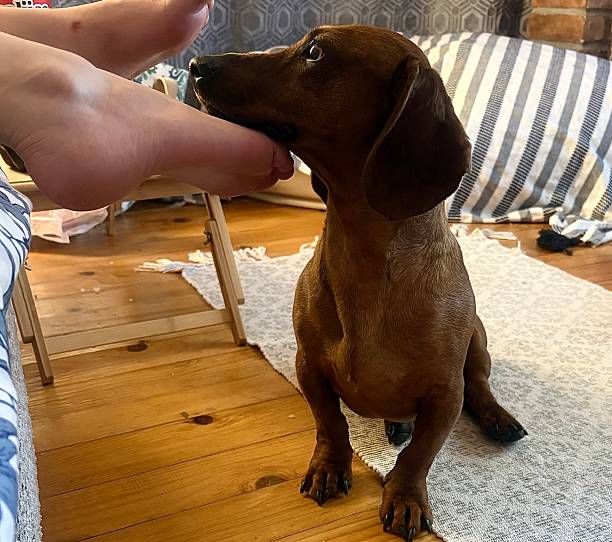 istock A dachshund rests leaning on his landlady's leg 2225426228