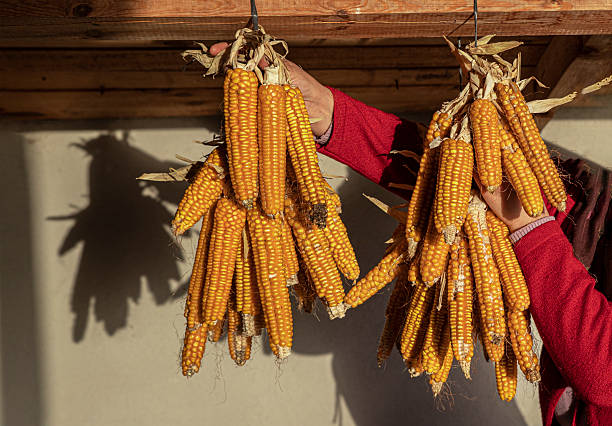 Corn cobs and corn bundles hanging in the attic under the sun to dry.