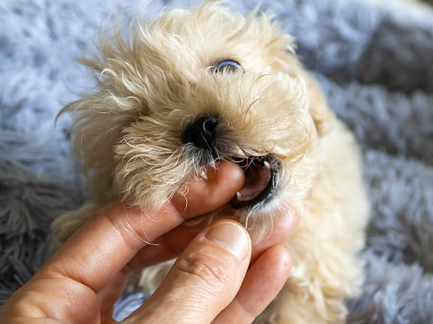 istock Puppy biting human finger 2225429797