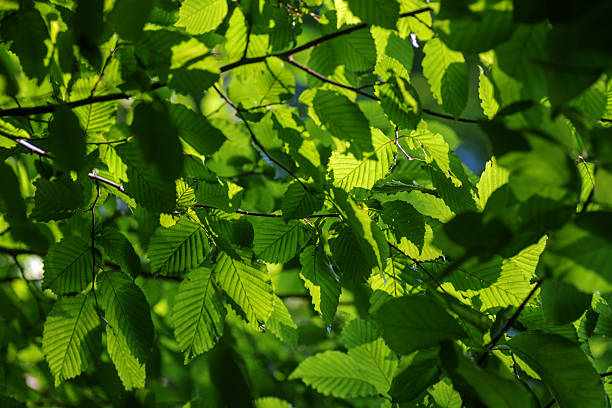 istock green leaves background i 2225430038