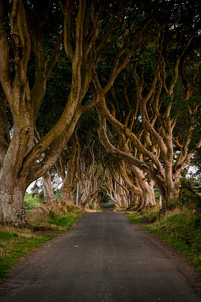 istock The Dark of hedges 2225431559