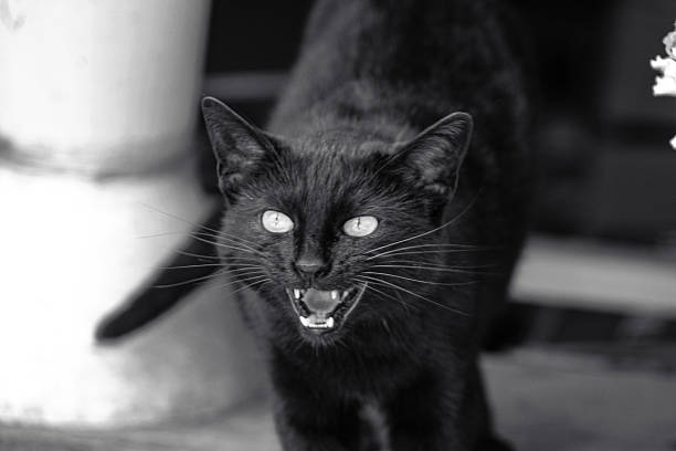 Black cat hisses, black and white photo