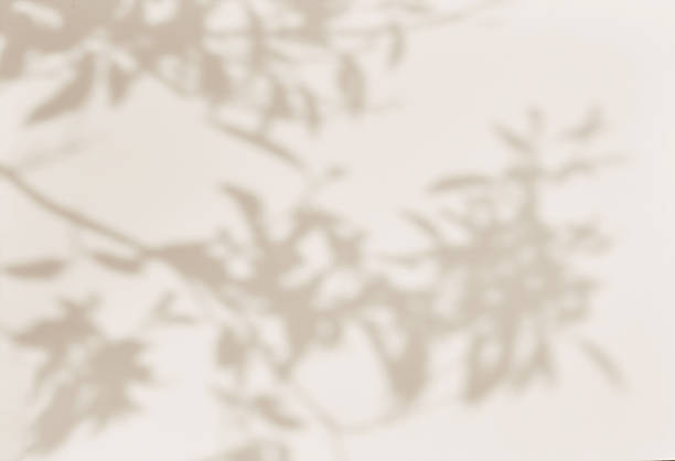 istock Brown shadow of leaves tree plant overlay on white wall. Sunlight effect shadow on the wall. 2225435014