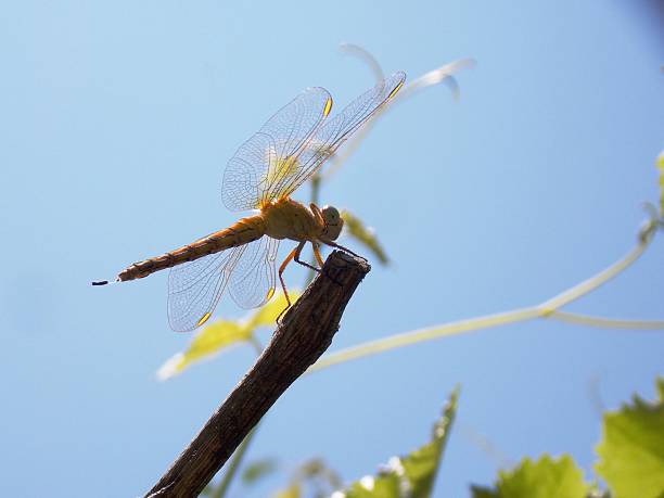 a large yellow dragonfly on a branch