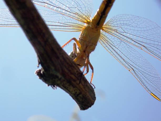 a large yellow dragonfly on a branch
