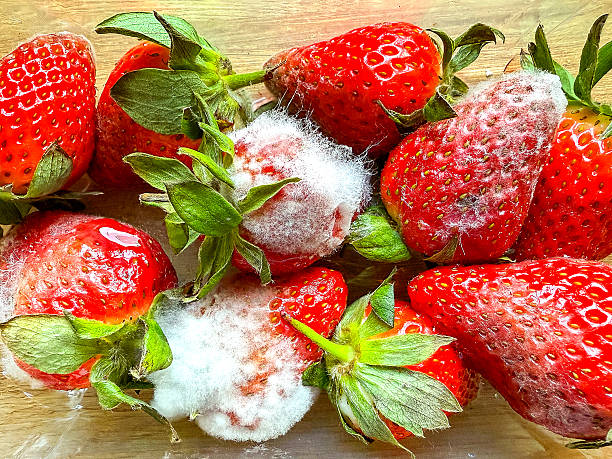 istock Punnet of strawberries with mould growing on the surface 2225437906