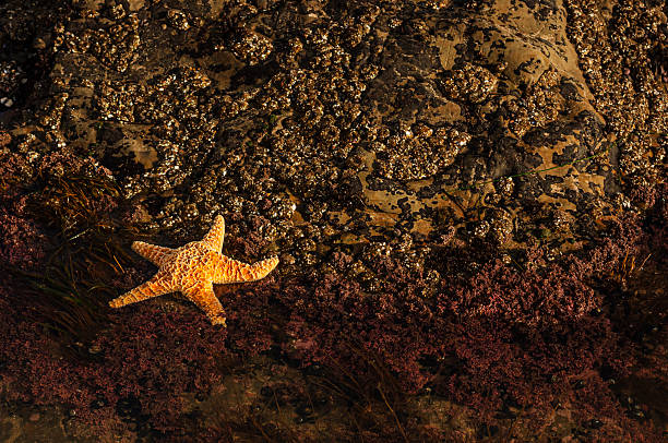 Close-up of starfish in Pacific Coast tidepool.Taken at Santa Cruz, California, USA