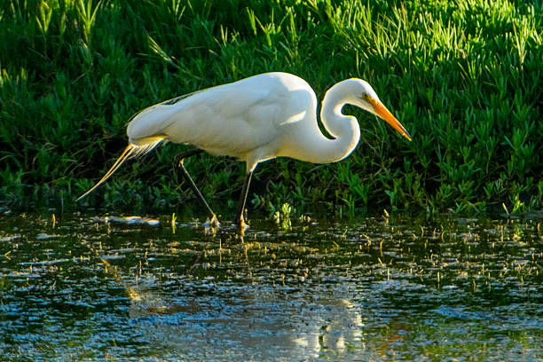 Great egret (Ardea alba) standing in shoreline creek foraging for any fingerling swimming in creekTaken at Natural Bridges State Park, California, USA