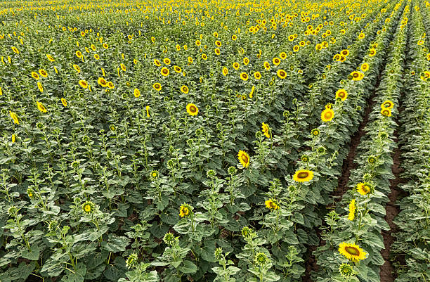 Field Full of Blooming Sunflowers
