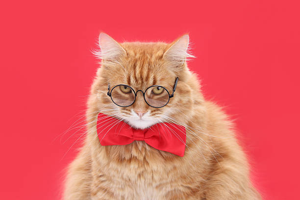istock Ginger Cat in Glasses and Bow Tie on Red Background 2225439034