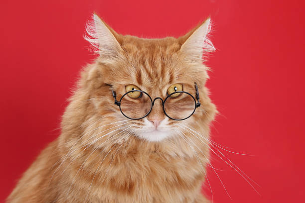 istock Ginger Cat in Glasses and Bow Tie on Red Background 2225439037