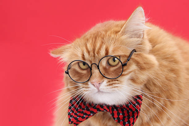 istock Ginger Cat in Glasses and Bow Tie on Red Background 2225439040