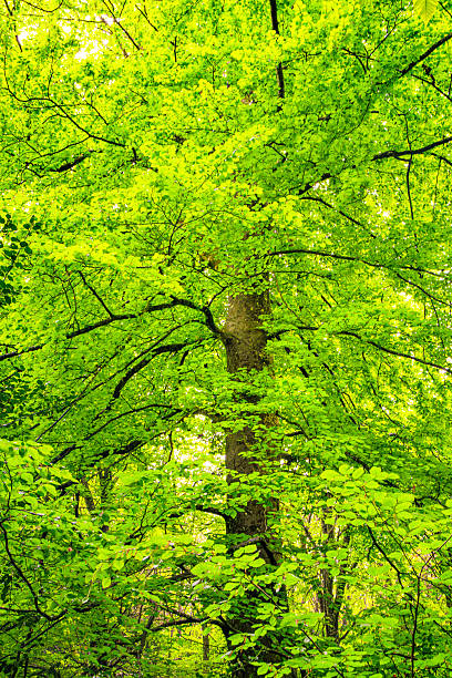 Tree and green moss in the Occitanie. Green undergrowth atmosphere