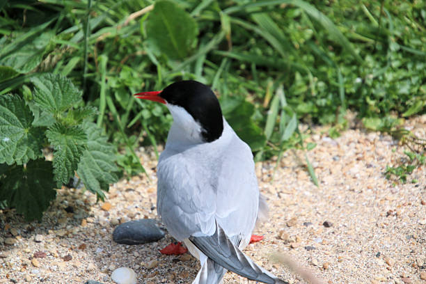 istock A view of an Arctic Tern 2225439482