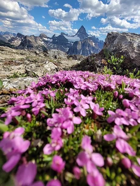istock Moss Campion Bloom Below Mount Assiniboine – British Columbia 2225439511