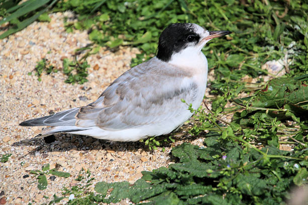 A view of an Arctic Tern on the ground