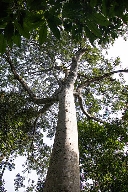 istock front view of the Sumauma tree with a watermark on its trunk 2225441332