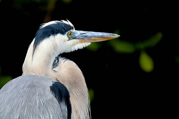 istock Close-Up Portrait of a Great Blue Heron 2225441433