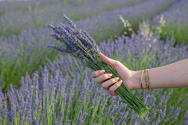 istock A moment when a carefully manicured hand, adorned with pink flower-patterned nails, holds lavender flowers in a lavender field. 2225442314