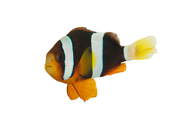 istock Dark Variant Clownfish Isolated on White Background 2225444387