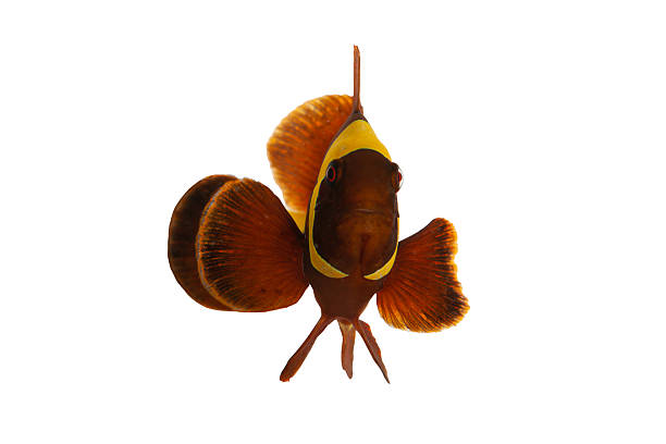 A maroon clownfish (Premnas biaculeatus) with vibrant reddish-orange coloring and yellowish bands swimming near a sea anemone in a reef environment. Captured in high detail, this image is ideal for marine life, reef ecosystem, or aquarium-related concepts.