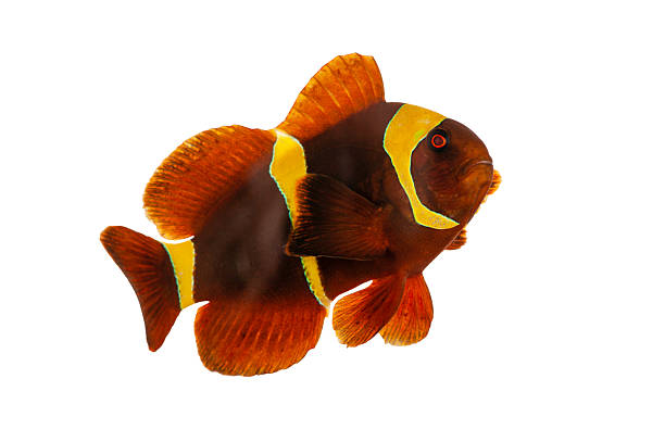 istock Maroon Clownfish with Sea Anemone in Natural Reef Setting 2225444442