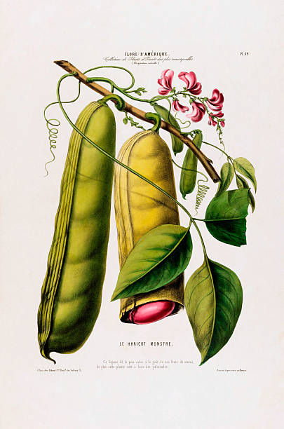 Very Rare, Beautifully Illustrated antique, hand-colored, flowers and fruits Botanical Illustration, Published in 1835. Source: Original edition from my own archives. Copyright has expired on this artwork. Digitally restored.