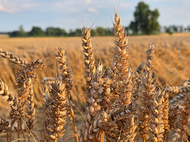 istock This image features a close-up of golden, ripe wheat ears, illuminated by warm sunlight, standing tall in a vast field, ready for harvest under a soft-focus background. 2225444948