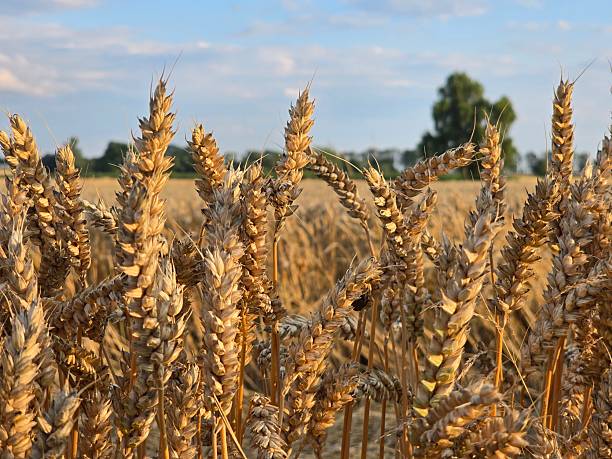 istock This image features a close-up of golden, ripe wheat ears, illuminated by warm sunlight, standing tall in a vast field, ready for harvest under a soft-focus background. 2225444954