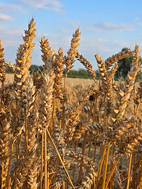 This image features a close-up of golden, ripe wheat ears, illuminated by warm sunlight, standing tall in a vast field, ready for harvest under a soft-focus background.
