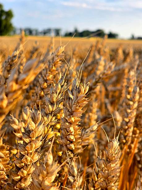 istock This image features a close-up of golden, ripe wheat ears, illuminated by warm sunlight, standing tall in a vast field, ready for harvest under a soft-focus background. 2225444972