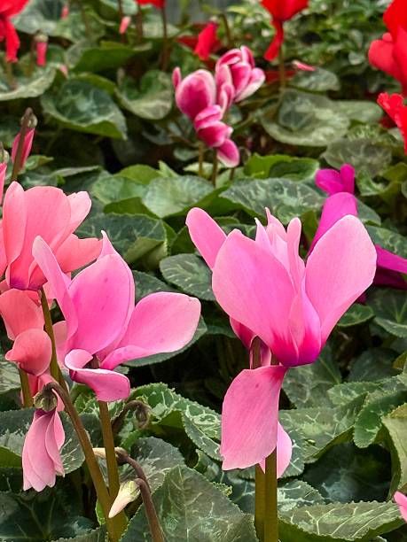 istock pink flowers and plants 2225445544