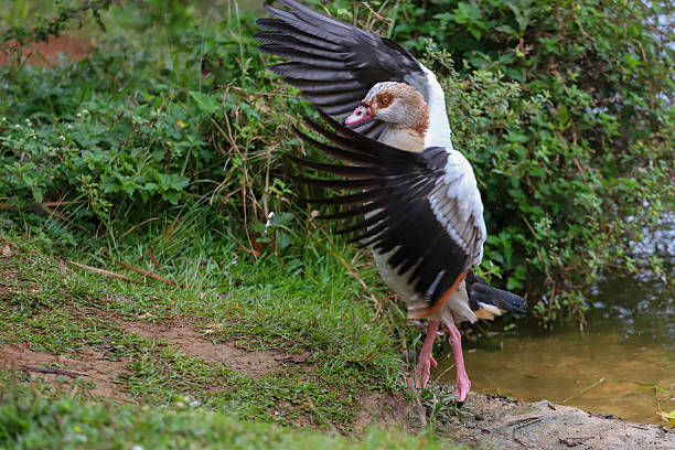 istock Egyptian Goose Flapping Wings on Lake Bank 2225447843
