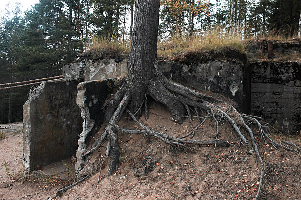 istock A tree with roots sticking out of the ground. 2225447886