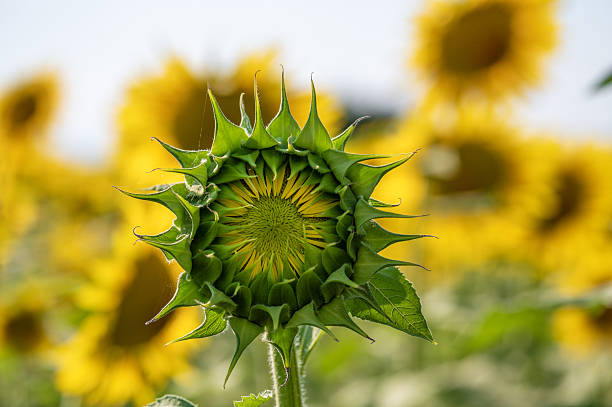 Bocciolo Girasole, Helianthus annuus