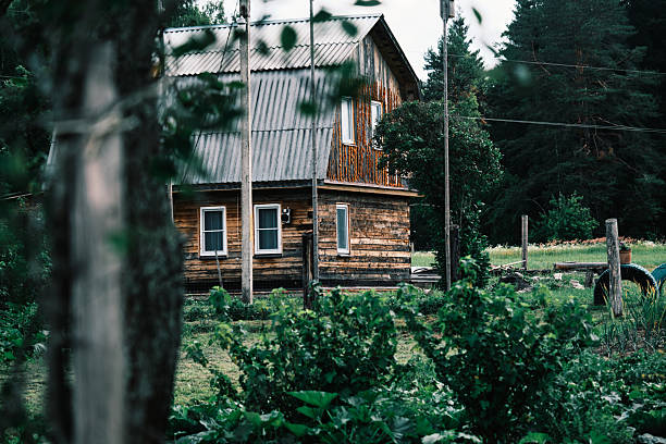 Vegetable garden next to forest cottage in summer