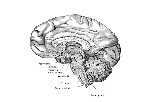istock Median sagittal section of the human brain, showing cerebrum, cerebellum, and brainstem 2225451421