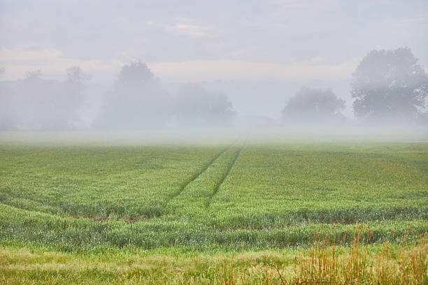 istock Serene Misty Field With Green Grass and Distant Trees During Dawn 2225455811